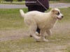 Ocsi da cucciolo